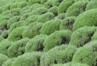 Woodlands NSWplants-13.jpg; ?>