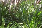 Woodlands NSWplants-40.jpg; ?>