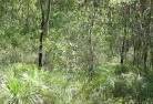 Woodlands NSWplants-72.jpg; ?>